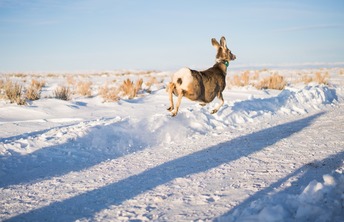 WY Range Mule Deer 