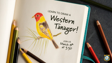 Learn to draw a tanager