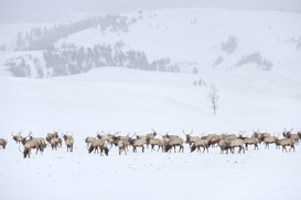 Elk feedgrounds