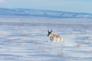 Buck antelope leaps through snow