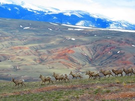 Bighorn sheep moving across a landscape