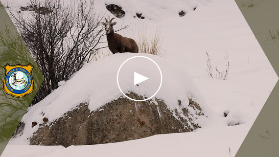 Bighorn sheep ewe hunting