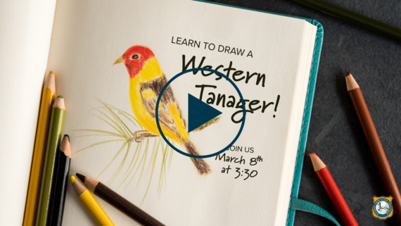 Western tanager drawing tutorial