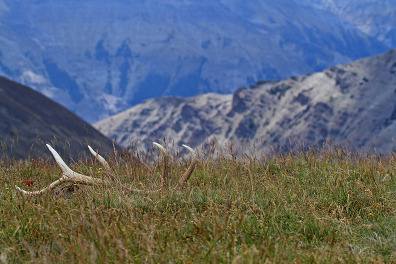 Elk shed 