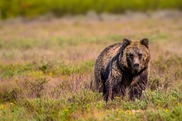 Teton grizzly bear
