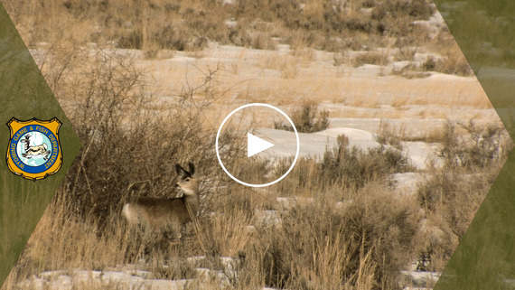 2023 Wyoming Range mule deer survey results YouTube video