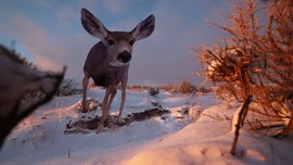 A mule deer approaches a trail camera