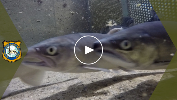 Kokanee salmon YouTube video thumbnail