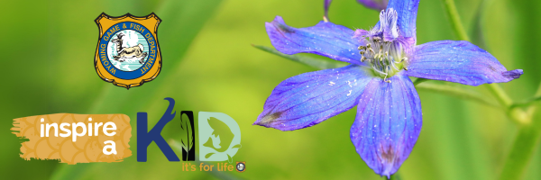 Blue violet flower