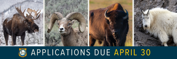 Deadline April 30 to apply for moose, bighorn sheep, mountain goat and wild bison