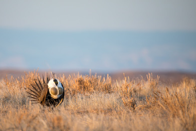 Male sage grouse