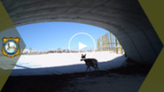 YouTube thumbnail of deer using highway underpass