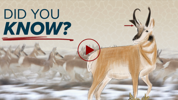 YouTube video about pronghorn antelope