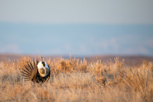 Male sage grouse in the Cody region of Wyoming