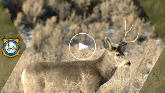 YouTube thumbnail of a mule deer missing one antler