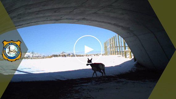 A mule deer uses a highway underpass