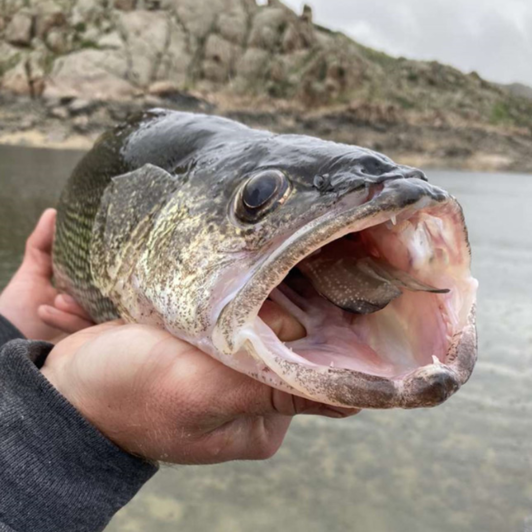 A large fish holds a smaller fish in its mouth