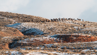 Elk herd on a WHMA