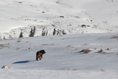 Gray wolf report