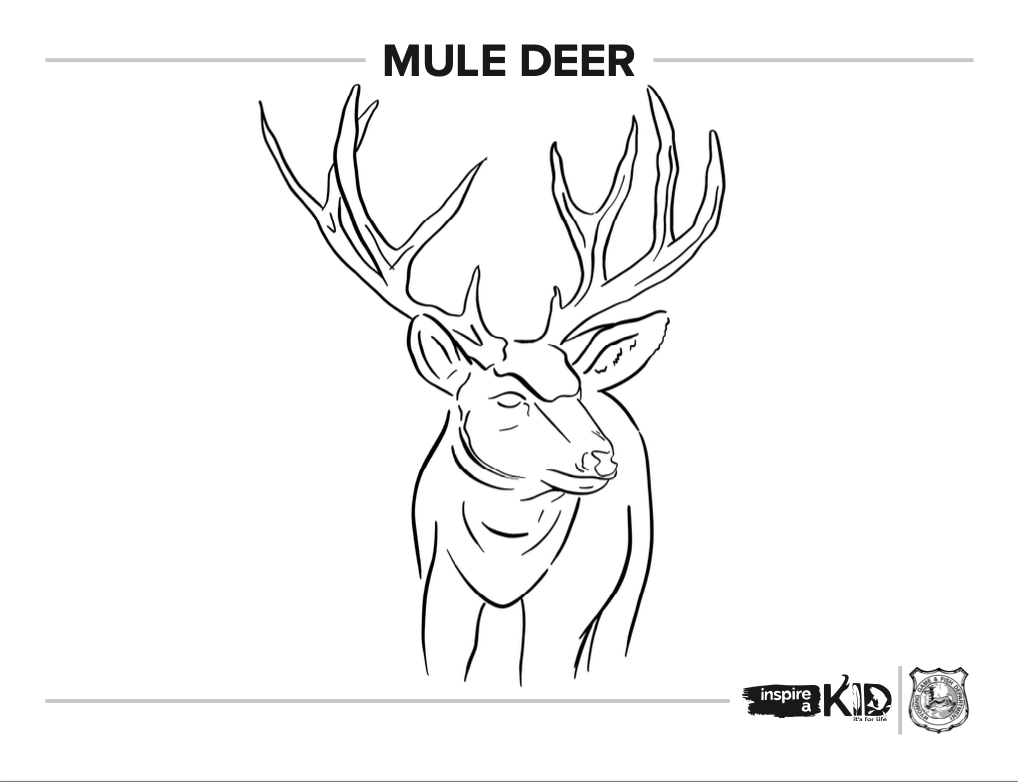 Mule deer coloring page