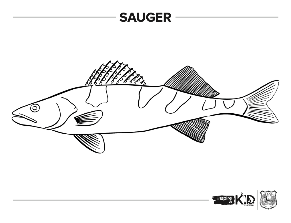 Sauger coloring page