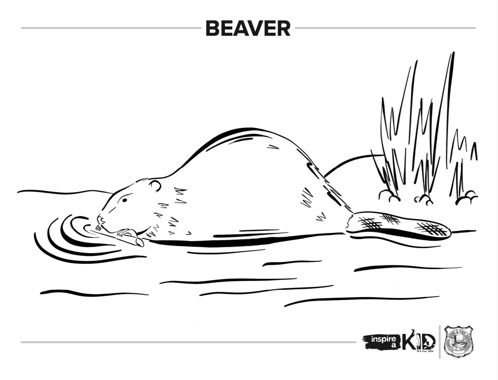 Beaver coloring page