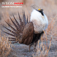 2024 Wyoming Wildlife calendar photo contest