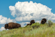 Three bison in summer field