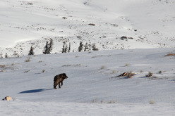 Gray wolf walks through snow