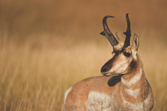 Buck pronghorn antelope