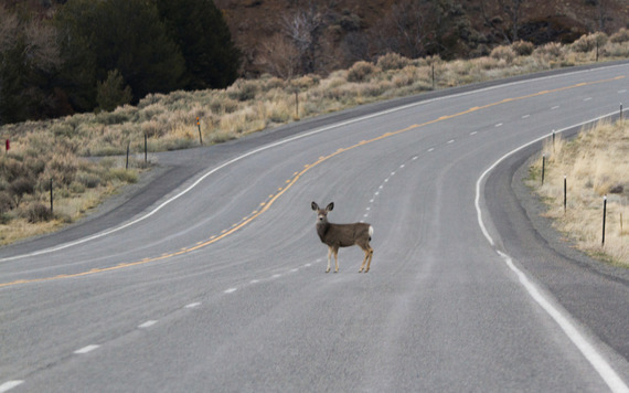 Mule deer crossing a roadway