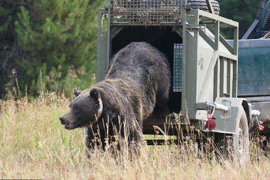 Grizzly bear, relocation