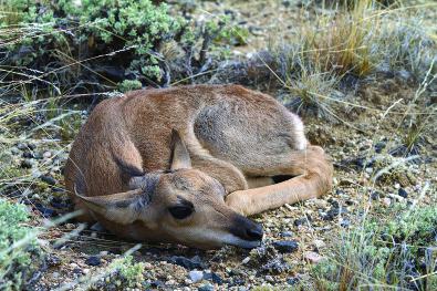 Pronghorn antelope fawn