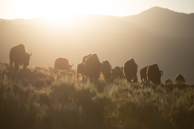 Wild bison herd