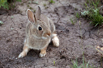 Cottontail Rabbit 