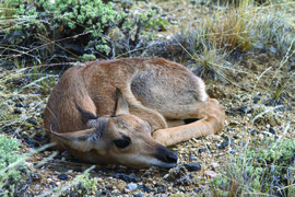 Newborn fawn curled up in grass