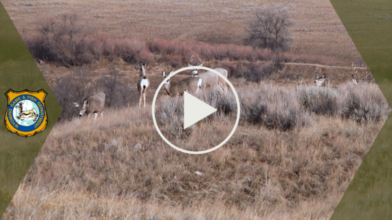 YouTube video thumbnail featuring mule deer herd for 2024 hunting season outlook