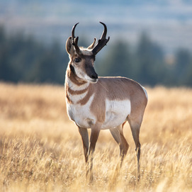 Buck pronghorn antelope