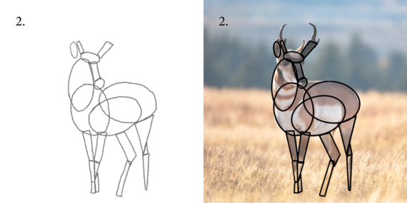 Step 2 to draw a pronghorn