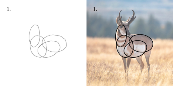 Step 1 to draw a pronghorn