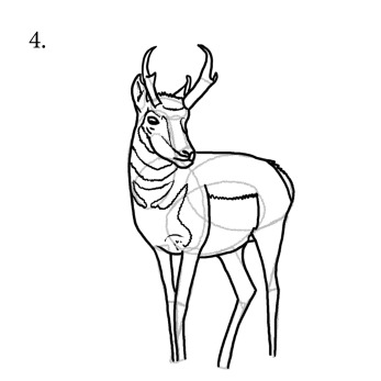 Step 4 to draw a pronghorn