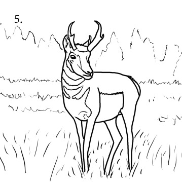 Step 5 to draw a pronghorn