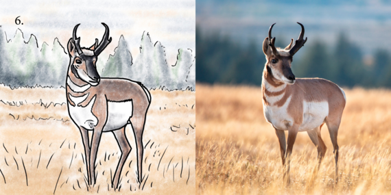 Step 6 to draw a pronghorn