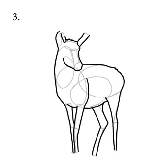 Step 3 to draw a pronghorn