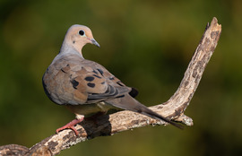 Mourning dove perched on a branch