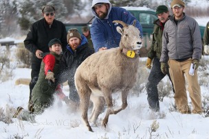 Bighorn sheep release after capture