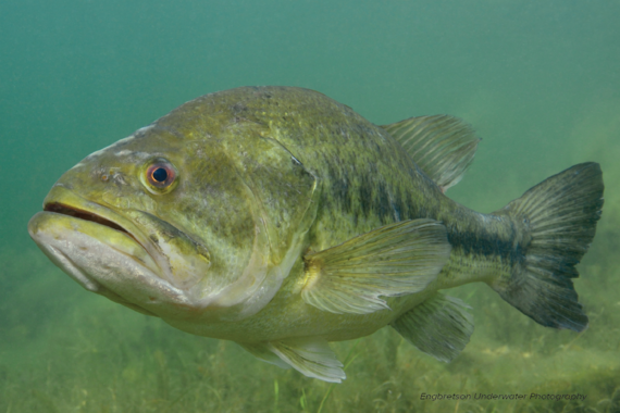 Underwater largemouth bass credited