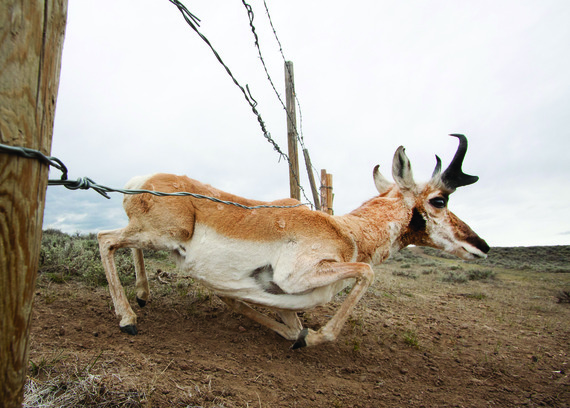 Buck pronghorn traversing a fence