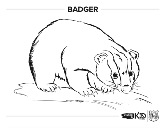 Badger coloring page