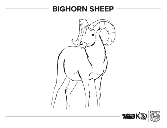 Bighorn sheep coloring page